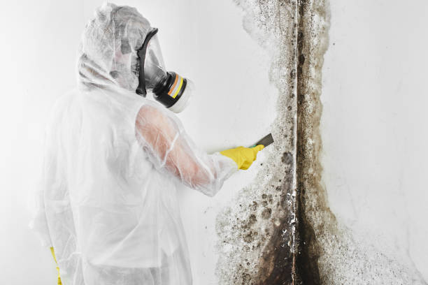 Best Certified Mold Removal  in Burton, MI