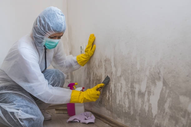 Attic Mold Removal in Burton, MI