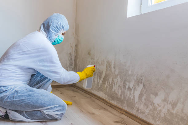 Best Toxic Mold Removal  in Burton, MI