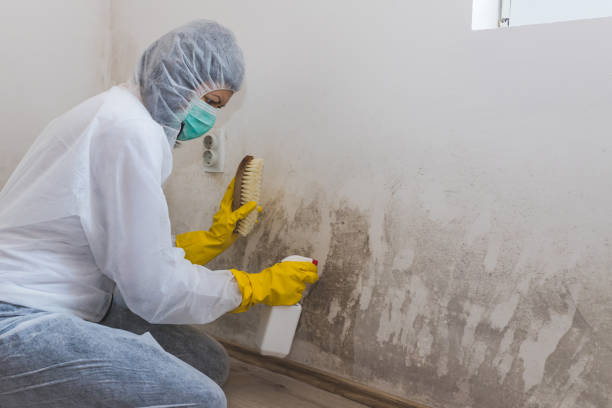 Best Commercial Mold Removal  in Burton, MI