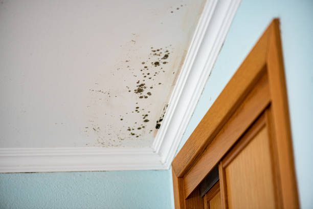 Best Emergency Mold Removal  in Burton, MI