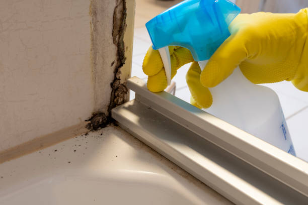 Best Black Mold Removal  in Burton, MI