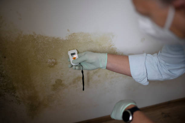 Best Mold Remediation  in Burton, MI