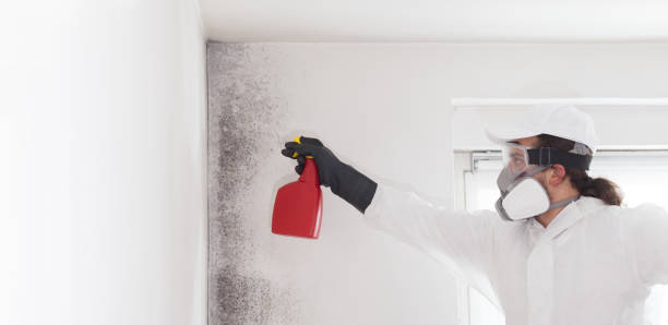 Best Attic Mold Removal  in Burton, MI