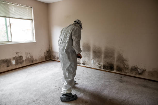 Best Mold Remediation Experts  in Burton, MI