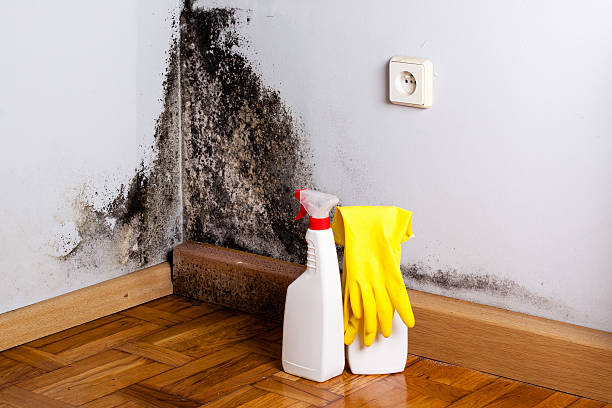 Best Professional Mold Removal  in Burton, MI