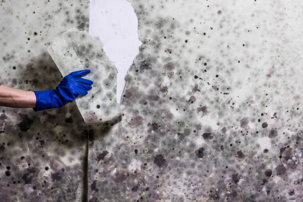 Best Office Mold Removal Services  in Burton, MI