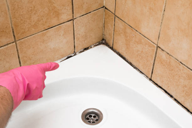 Best Mold Removal Process  in Burton, MI