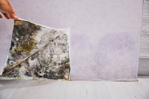 Best Emergency Mold Removal  in Burton, MI